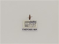 藏品(鞘翅目(1))的圖片